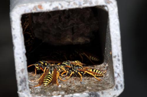 Polistes dominula