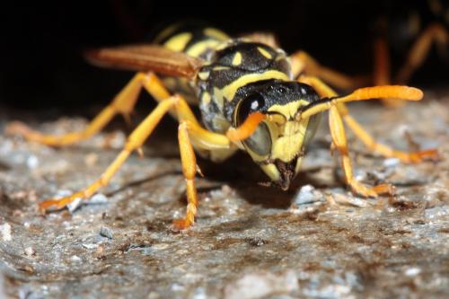 Polistes dominula