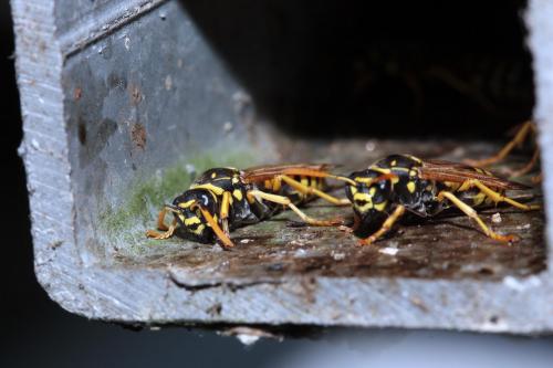 Polistes dominula