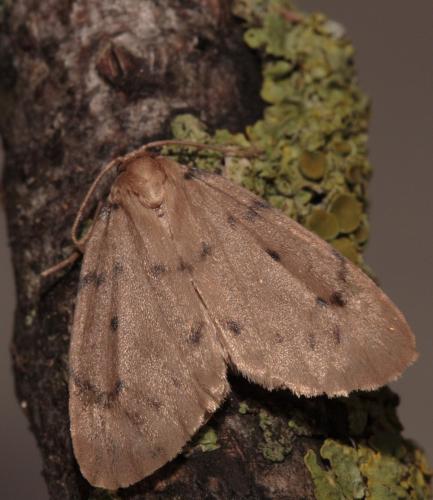 Paidia rica