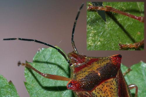 Acanthosoma haemorrhoidale haemorrhoidale