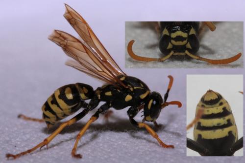 Polistes dominula