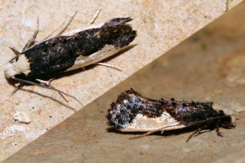 Réf. 76 353 : Monopis monachella