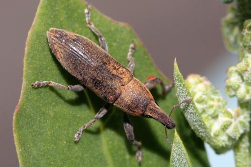 Lixus acicularis
