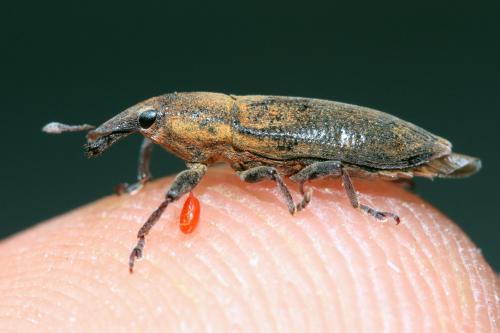 Réf. 76 431 : Lixus acicularis
