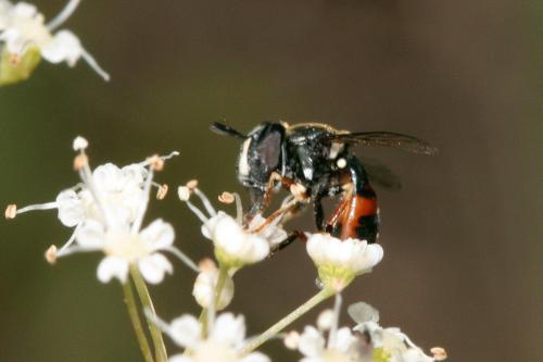 Réf. 76 908 : Paragus bicolor