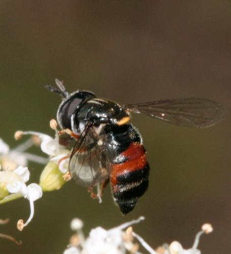Paragus bicolor