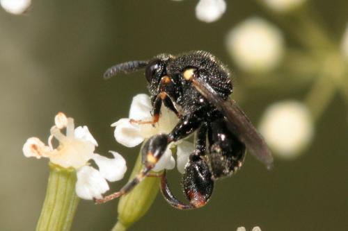 Brachymeria sp.