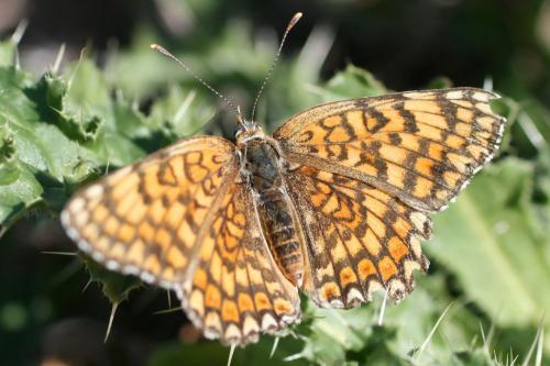 Melitaea sp.