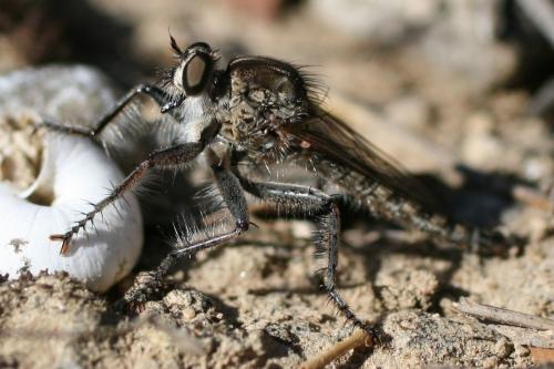 Réf. 76 378 : Machimus sp.