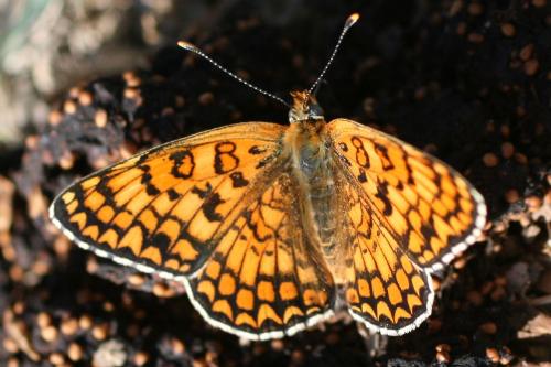 Melitaea sp.