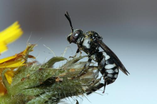 Réf. 76 403 : Epeolus fallax