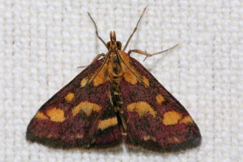 Réf. 76 903 : Pyrausta purpuralis