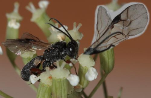 Chelonus sp.