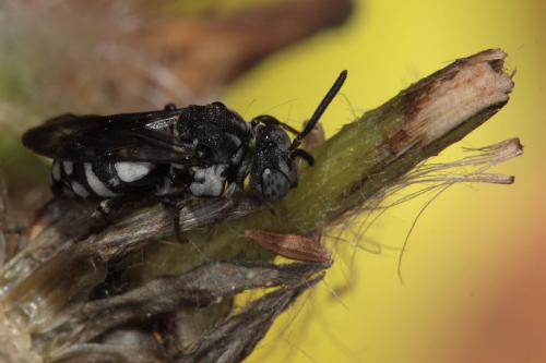 Réf. 76 405 : Epeolus fallax