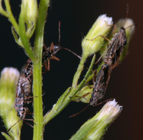 Nysius sp.