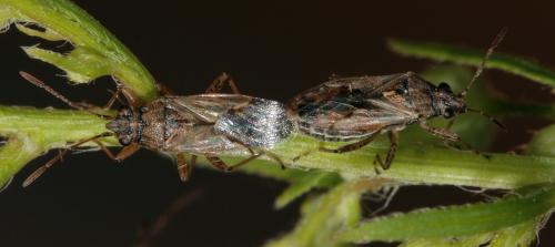 Réf. 76 444 : Nysius sp.