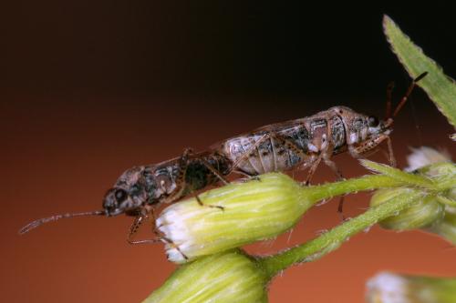 Nysius sp.