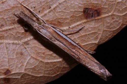 Agriphila selasella