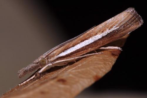 Agriphila selasella