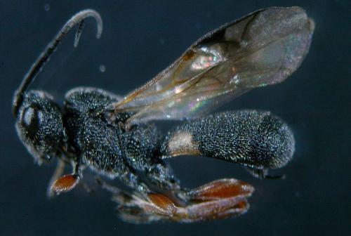 Chelonus sp.