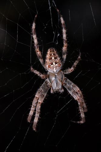 Araneus diadematus