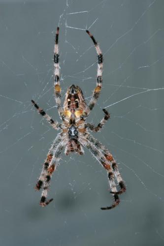 Araneus diadematus
