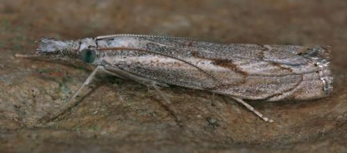 Réf. 76 634 : Agriphila geniculea