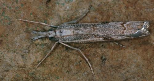 Agriphila geniculea
