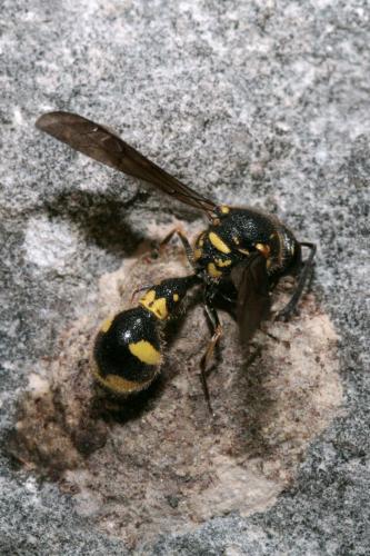 Eumenes sp.