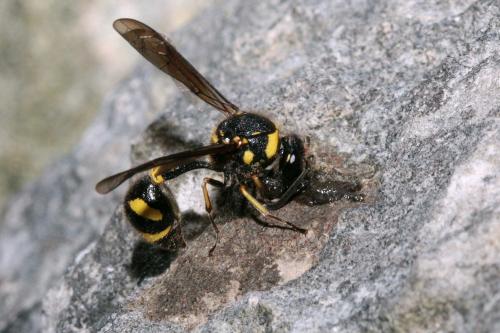 Eumenes sp.