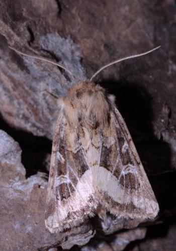 Réf. 76 833 : Luperina dumerilii