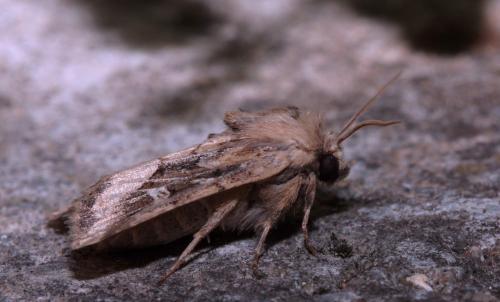 Réf. 76 832 : Luperina dumerilii