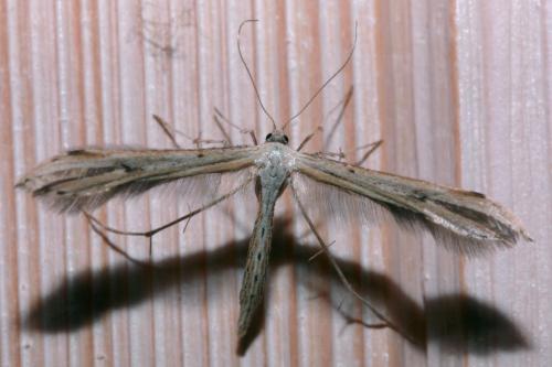 Emmelina sp.