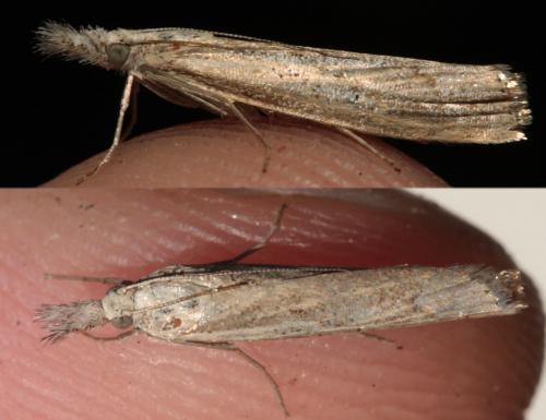 Agriphila geniculea