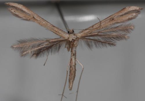 Emmelina sp.