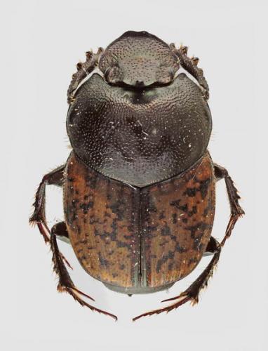 Onthophagus opacicollis