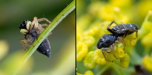 Réf. 76 551 : Heliophanus cupreus