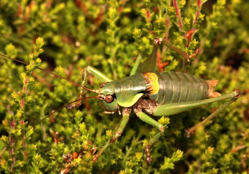 Réf. 76 472 : Antaxius sorrezensis