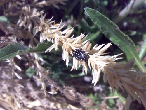 Réf. 76 838 : Oxythyrea sp.