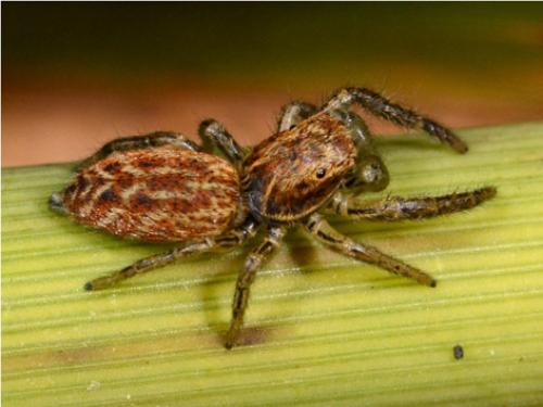 Marpissa radiata
