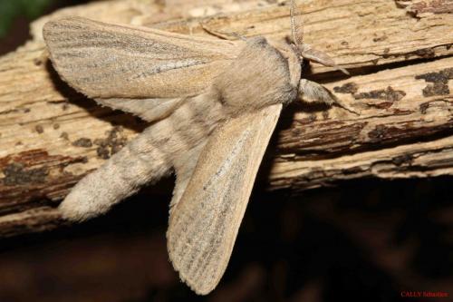 Phragmataecia castaneae