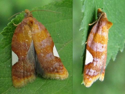 Acleris holmiana