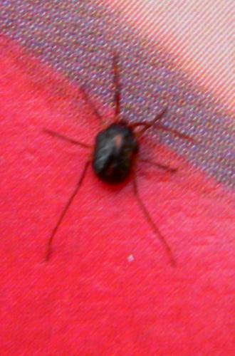 Réf. 76 956 : Erythraeus sp.