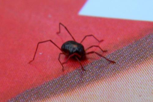 Réf. 76 957 : Erythraeus sp.