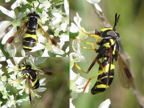 Réf. 76 622 : Chrysotoxum bicinctum