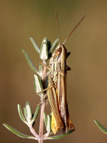 Euchorthippus chopardi