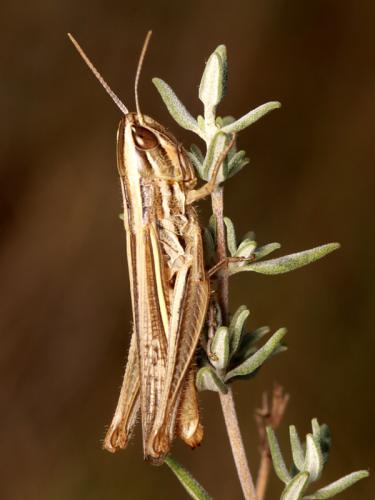 Réf. 76 732 : Euchorthippus chopardi