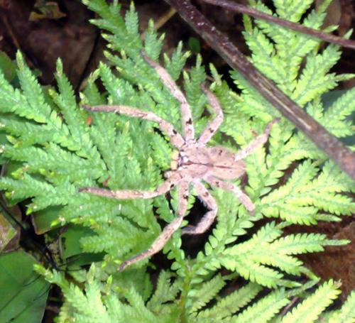 Heteropoda sp.