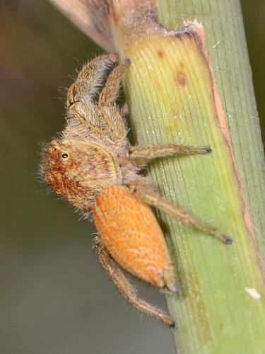 Marpissa radiata